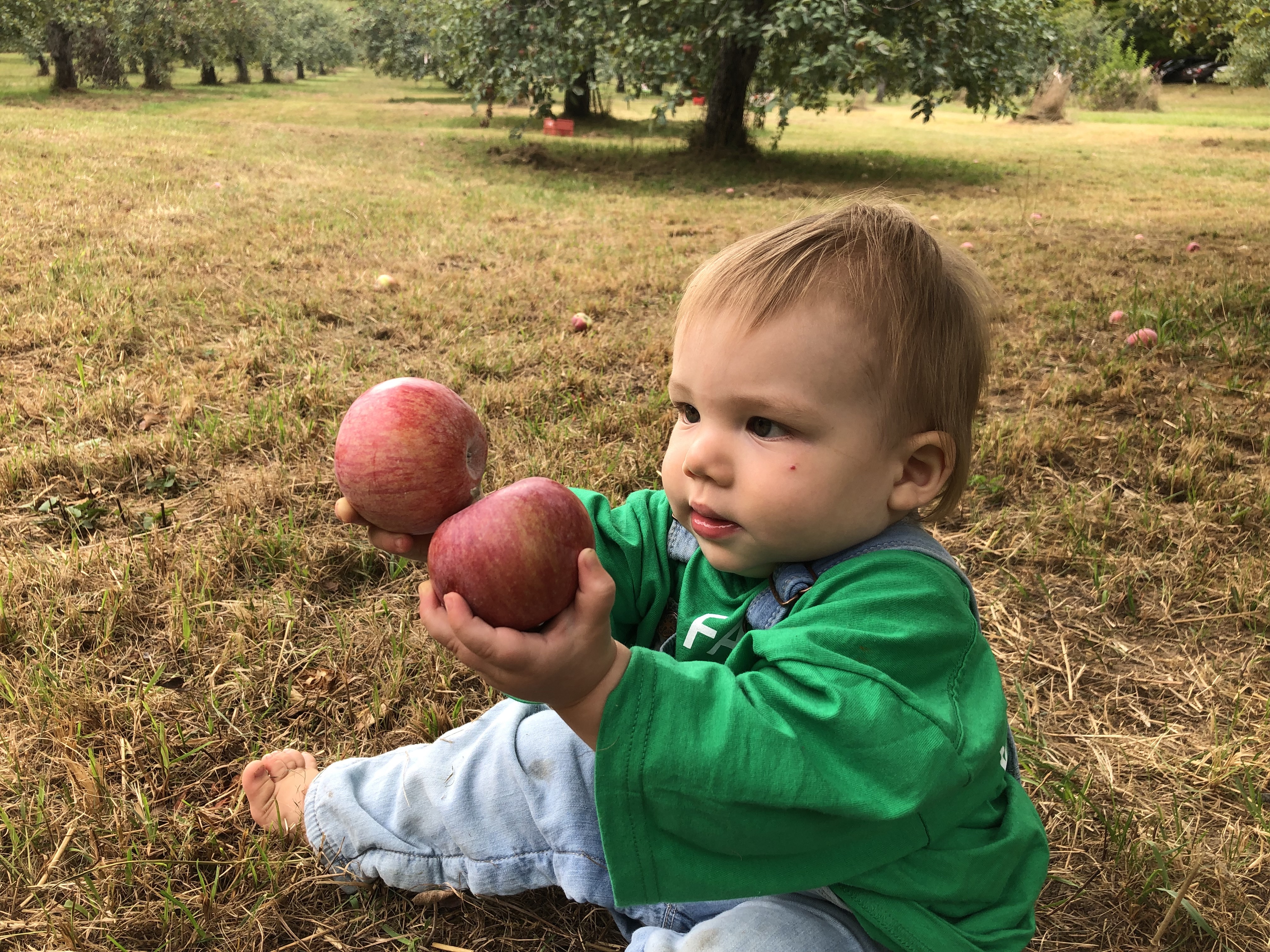 Ezra the Apple Inspector Ezra the Apple Inspector