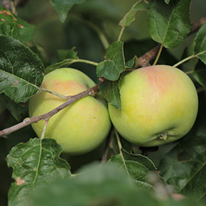 The Goodland apple is a delightful light green apple with a blush of pink.