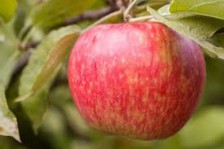 Honey Crisp - although seemingly new on the market, the Honey Crisp dates back to the 1940's.  It's fresh, slightly sweet/tart flavour and crispy texture has made it North America's best selling apple!
