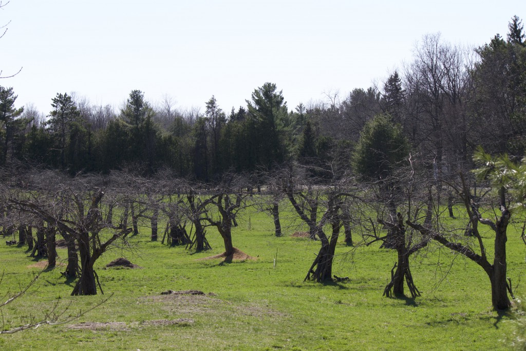 pruned orchard in spring