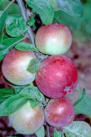 The Canadian Red Melba - another fantastic heritage apple.  Ripens late August and has a bright, refreshing flavour.