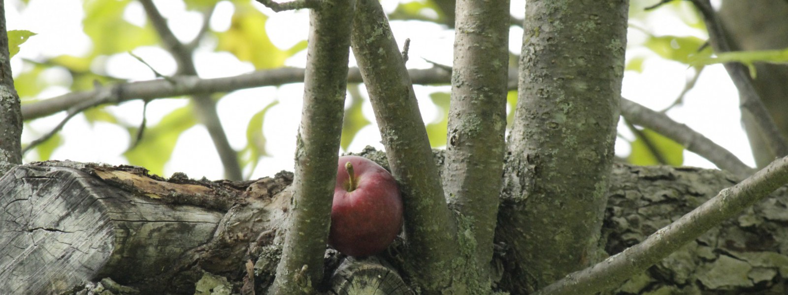 beautiful, old heritage apple trees