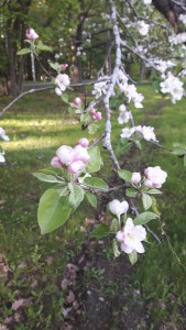 apple blossom branch