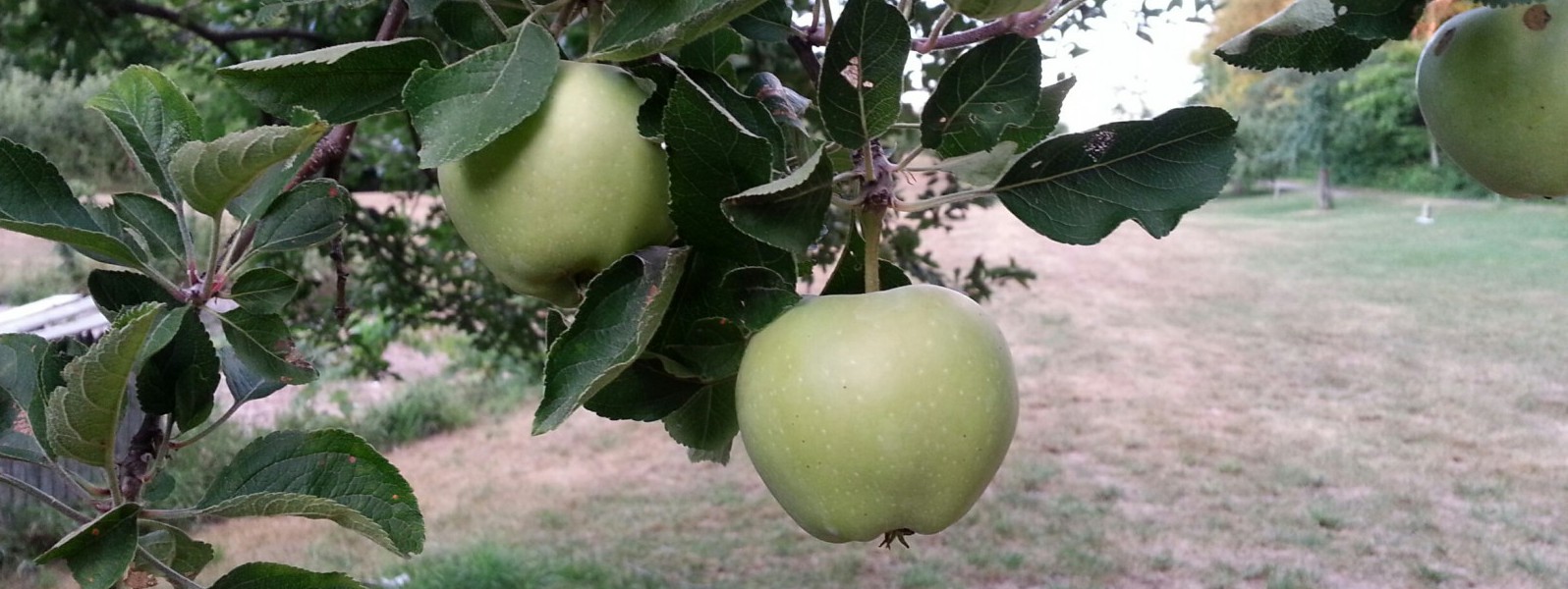 Heritage Hawkeye apples