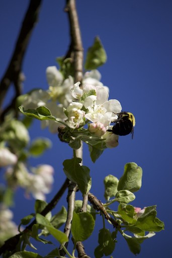 bee-on-blossom-reduced