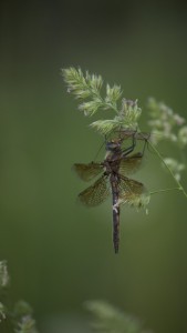 dragonfly on grass blade