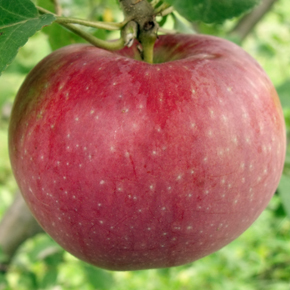 Ontario Apple Varieties - Types of Apples - OAG